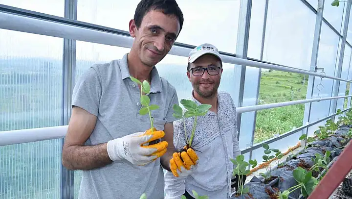 Jeotermal serada 10 bin kök çilek dikildi