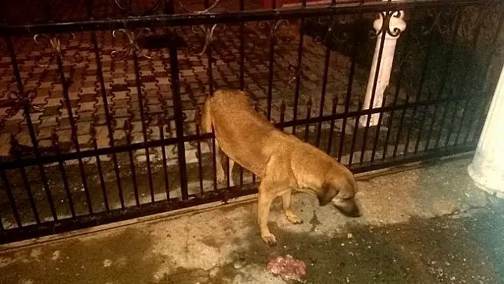 Kapı korkuluklarından geçemedi, itfaiye kurtardı