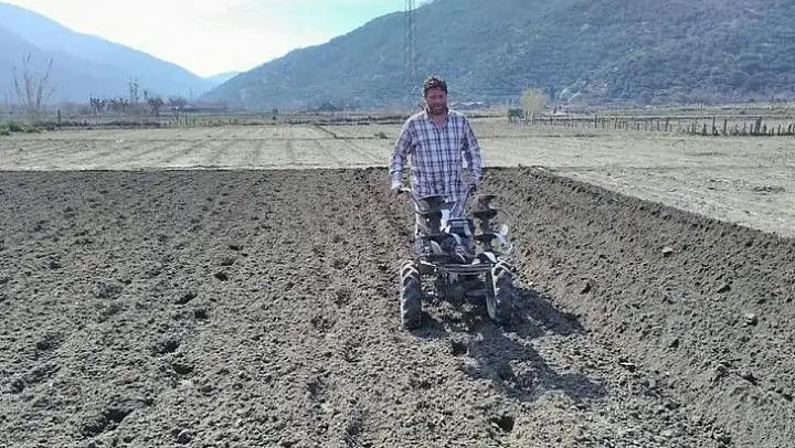 Kapıdağ'da mor soğan dikimi başladı