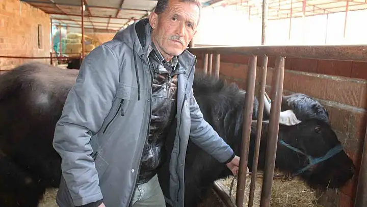 Kaymak talebi çok, yeterli manda yok