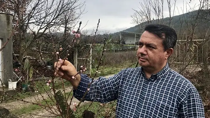 Kaz Dağları eteklerindeki şeftali ağacı çiçek açtı
