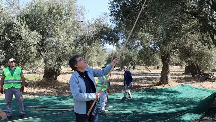 Kazdağları eteklerinde zeytin hasadı başladı