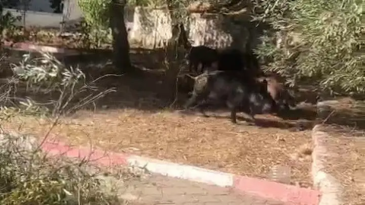 Kazdağları'na aç kalan domuzlar şehre indi, o ânlar kameralara yansıdı