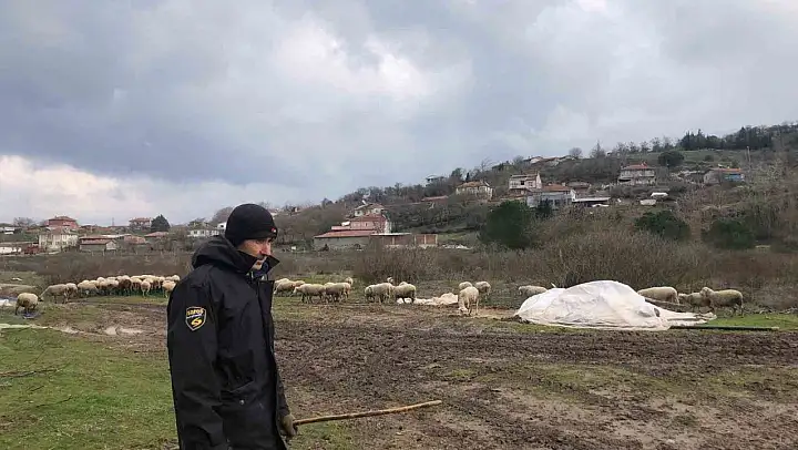 Kepsut'da küçükbaş hayvancılık yüz güldürüyor