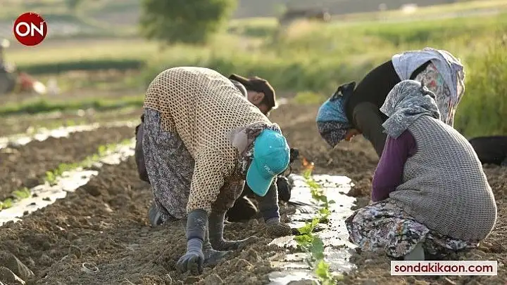 Kornişonun anavatanında fide dikimi başladı