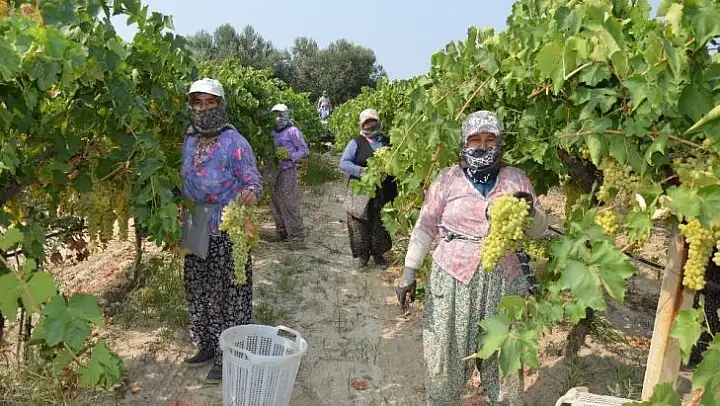 Korona virüs üzüm ihracatına engel olmadı