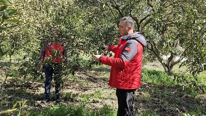 Köyceğiz, Ortaca ve Dalaman'da zirai don zararı tespit çalışmaları devam ediyor