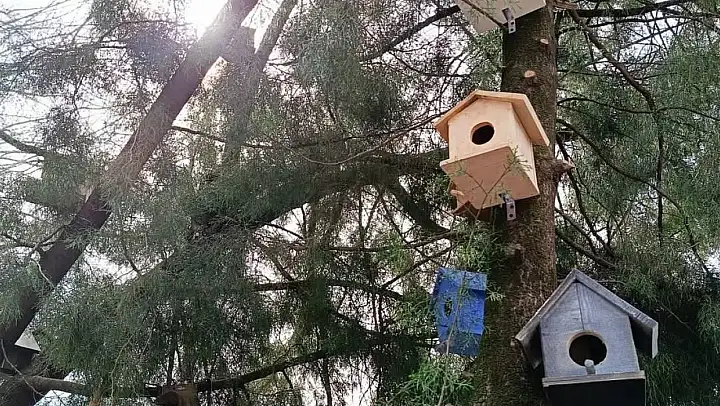 Köyceğizli minikler kuşlar için yuva hazırladı