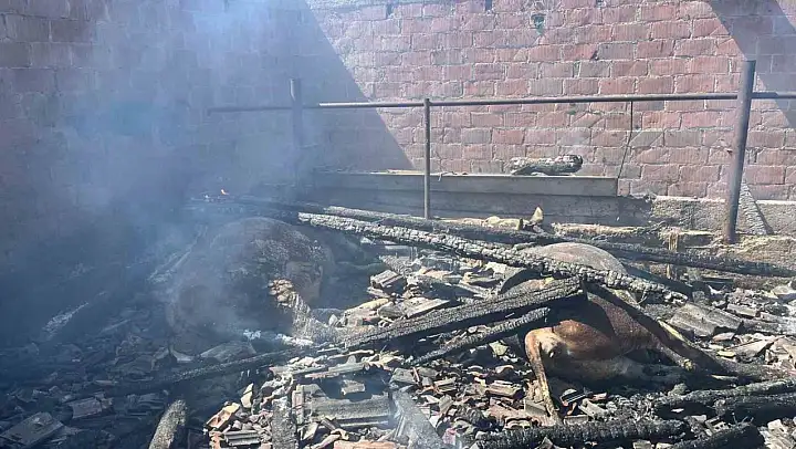 Küle dönen ahırda hayvanlar telef oldu