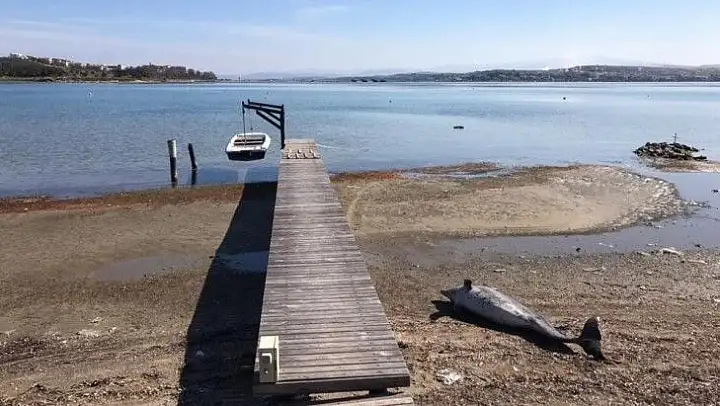 Kuraklık Ayvalık'ı vurdu, dev yunus balığının ölüsü bulundu