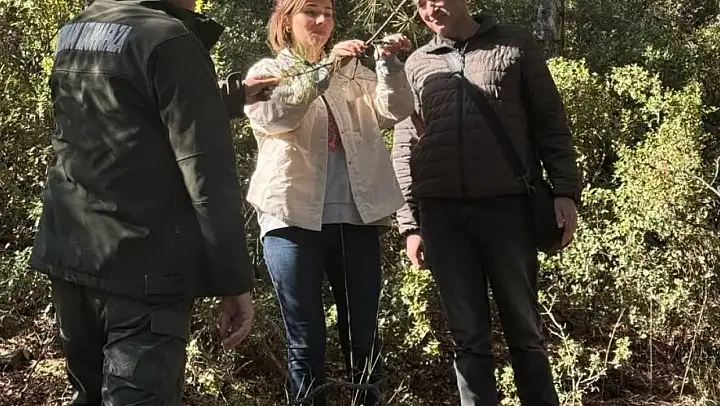 Kuruyan karaçam ağaçlarında inceleme yapıldı