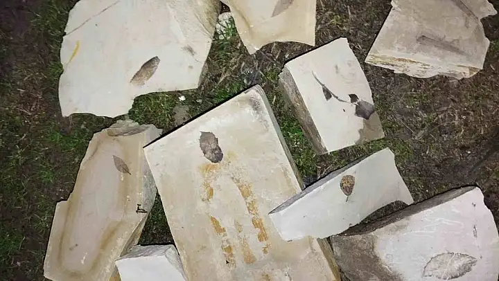 Kuşadası'nda 15 milyon yıllık yaprak fosili bulundu