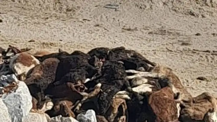Kütahya'da 35 büyükbaş hayvan telef olmuş halde bulundu