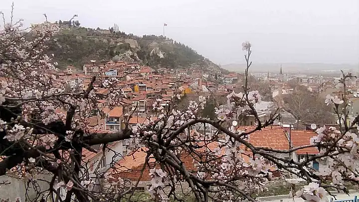 Kütahya'da badem ağaçları bu yıl zamanında çiçek açtı