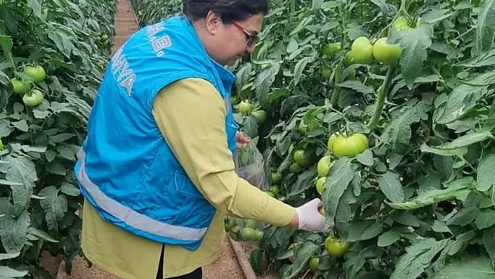 Kütahya'da örtüaltı üretim alanlarından domates numuneleri alındı