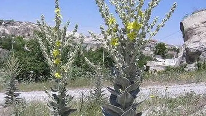 Kütahya'nın 6 endemik bitki türü koruma altında