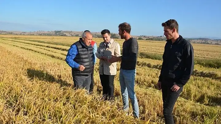 Manyas'ta Kaymakam Çelik çeltik hasadına katıldı