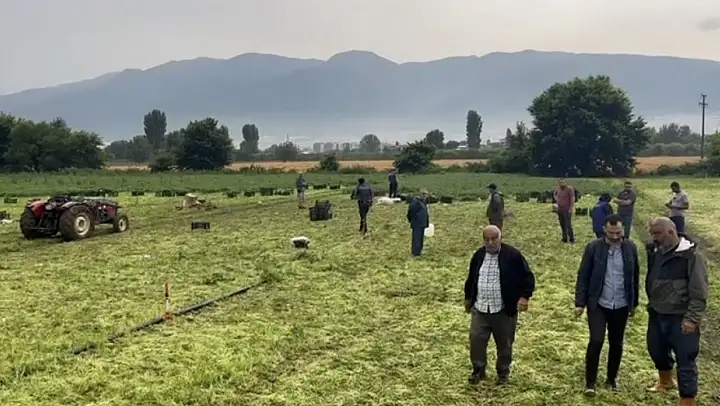 Maydonoz tarlasına yıldırım düştü...Ecel ekmek peşindeyken yakaladı