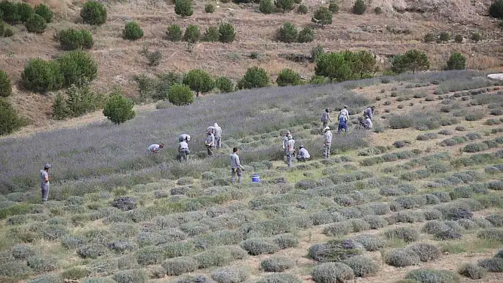Merkezefendi'de lavanta hasadı başladı