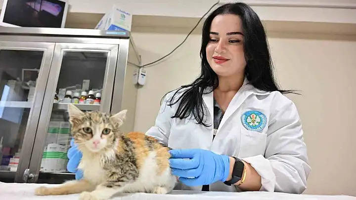 Minik Patiler Kliniği'nde kısırlaştırılan kedi sayısı 3 bini geçti