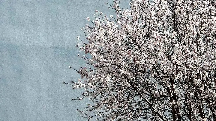 Muğla'da bahar mevsimi kendini hissettiriyor