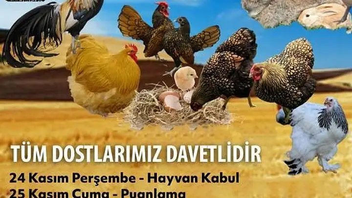 Muğla'da birbirinden çeşit süs hayvanları kıyasıya yarışacak