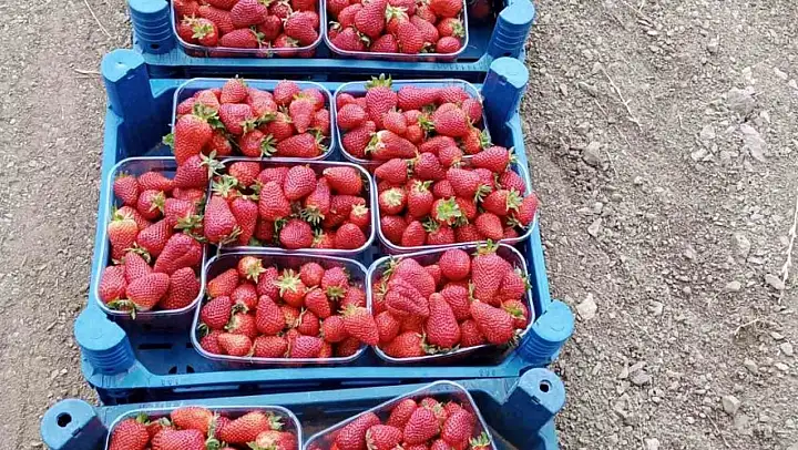 Muğla'nın çilekleri market raflarında