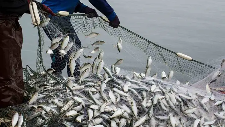 Muğla'nın Şubat ayı su ürünleri ihracatı 86,3 milyon dolar