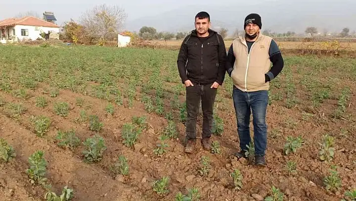 Ödemiş'te bakla ve bezelye ekiminde son günler