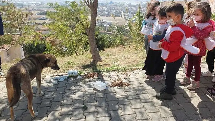 Öğrenciler sokak hayvanlarını besledi