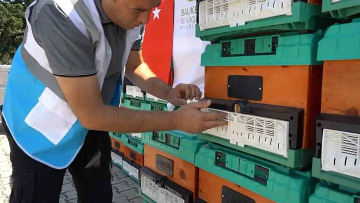 Ömrünü tamamlayan ağaçlar, kovan oluyor