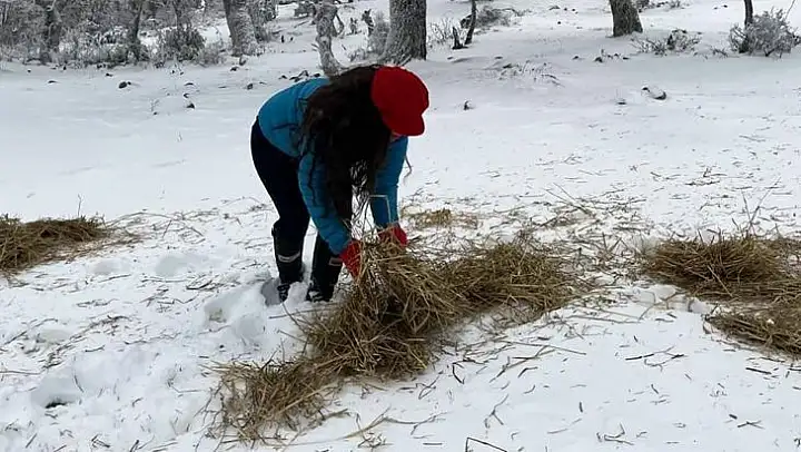 Orman ekipleri yaban hayvanlarının yanında
