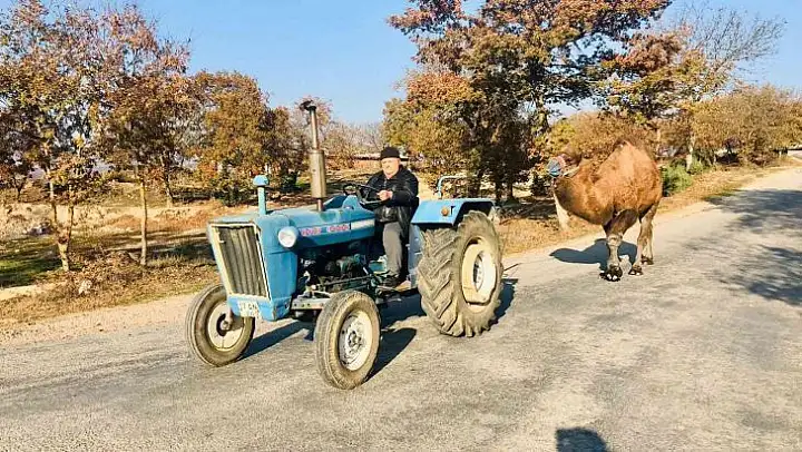 (Özel) Traktörü ile güreş devesine Kazdağları'nda idman yaptırıyor