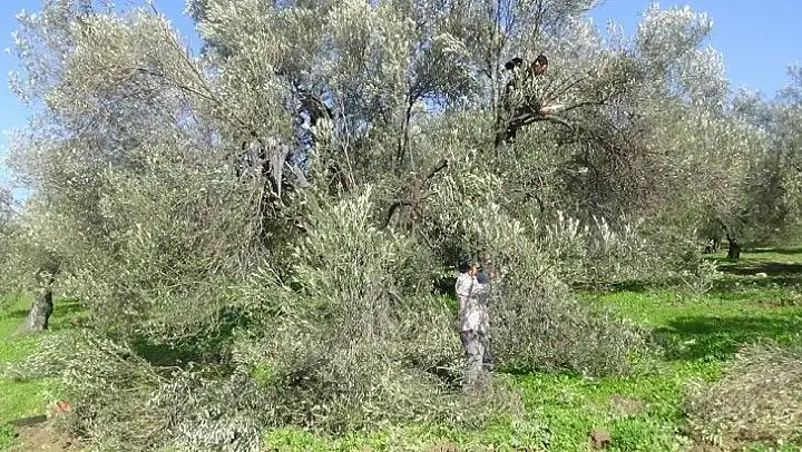 (Özel) Zeytin ağacının soğuk havaya da ihtiyacı var