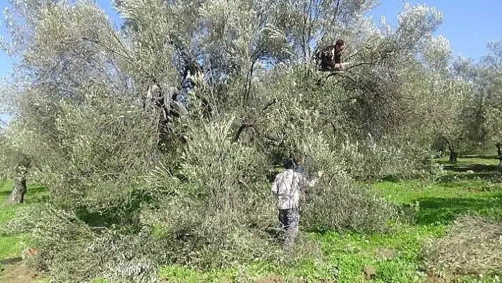 (Özel) Zeytin budama atıkları ekonomiye kazandırılıyor