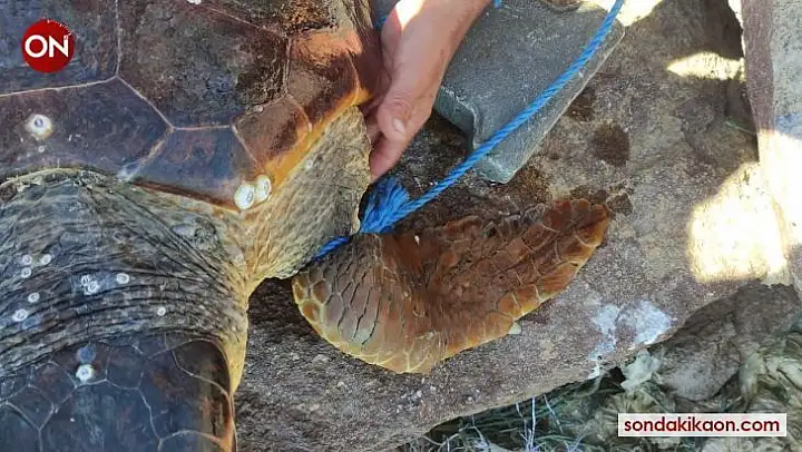 Parke taşı bağlanarak denize atılan Caretta Caretta kurtarıldı