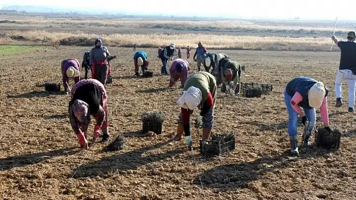 Salihli Ovası lavanta kokacak