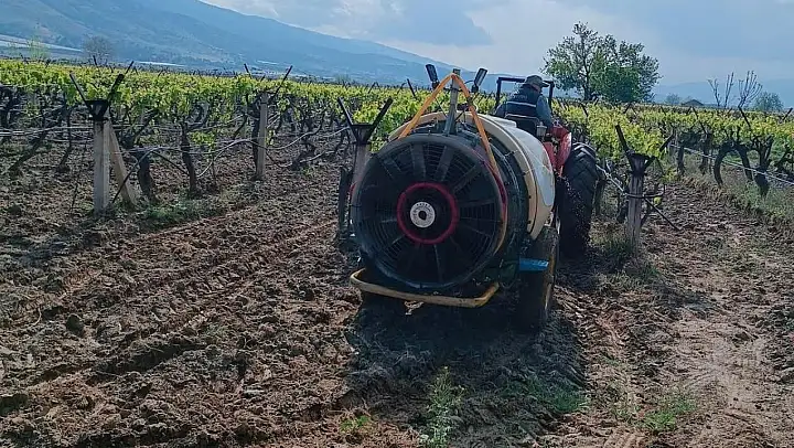 Sarıgöl'de yağmur sonrası bağlarda ilaçlama çalışması başladı