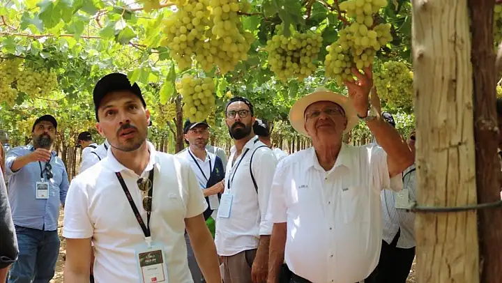 Sarıgöllü bağcılar Mısır'da son üzüm hasadını yerinde inceledi