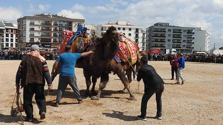 Şehir merkezinde 30 yıl sonra cami yararına deve güreşi düzenlendi