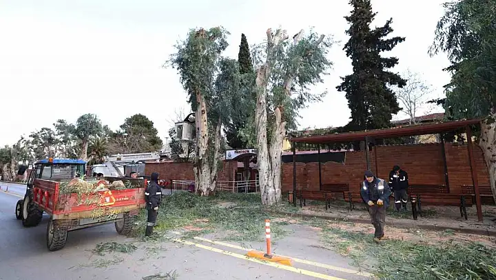 Şehzadeler Belediyesi'nden trafik güvenliği için budama çalışması