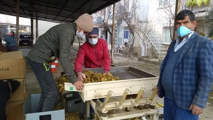 Selendi'de tütün alımları başladı
