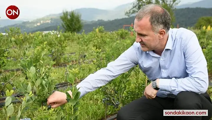 Şifa kaynağı yaban mersini İnegöl'de depolanıyor