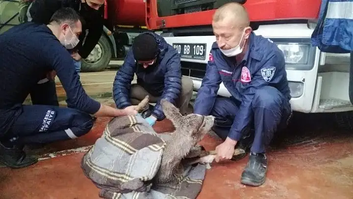 Sındırgı'da sulama kanalına düşen karaca kurtarıldı