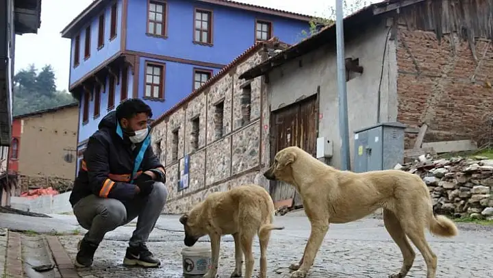 Sokak hayvanları için beslenme seferberliği