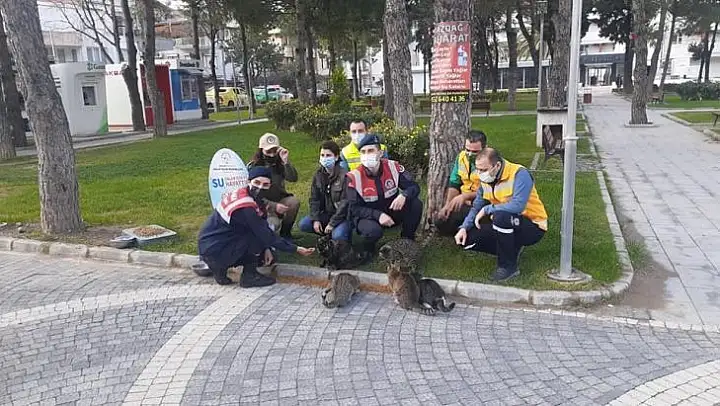 Sokak hayvanları yalnız değil