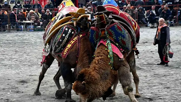 Söke 7. Geleneksel Deve Güreşi Festivali yoğun ilgi gördü