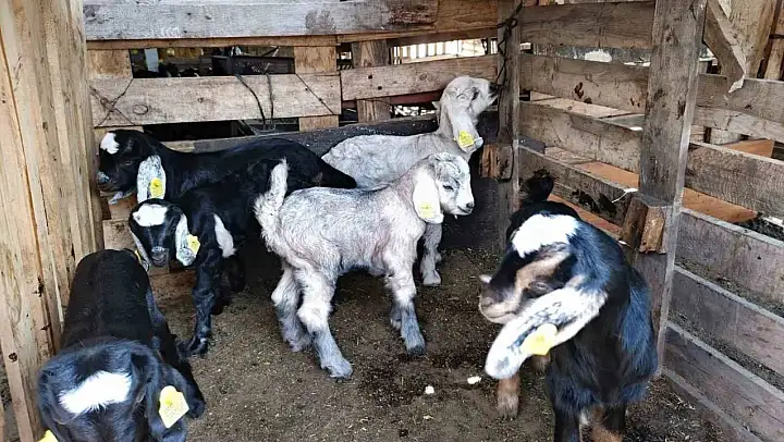 Söke'de küçükbaş hayvanlar aşılandı
