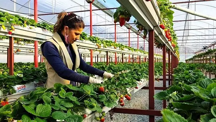Sökeli Nilgün öğretmen seracılığa el attı, çilek üretiminde başarıyı yakaladı