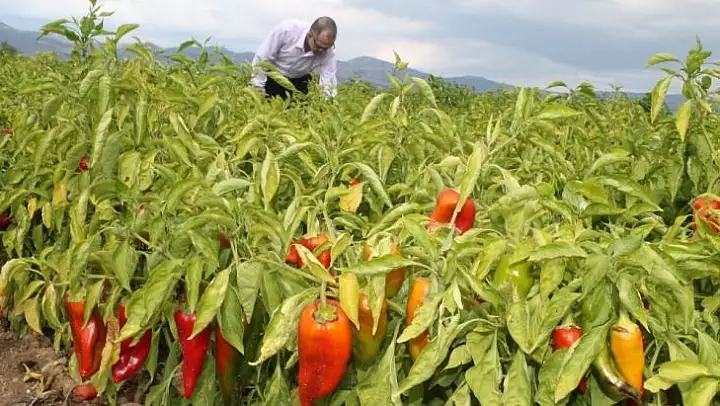 Tarım ürünlerini bekleyen büyük tehlike